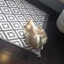 kitten Image 2