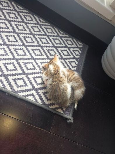 kitten