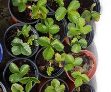 Strawberry Plants