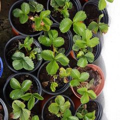 Strawberry Plants