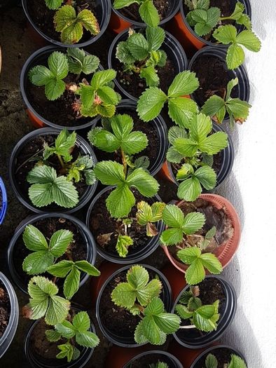 Strawberry Plants