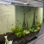tropical fishes Image 5