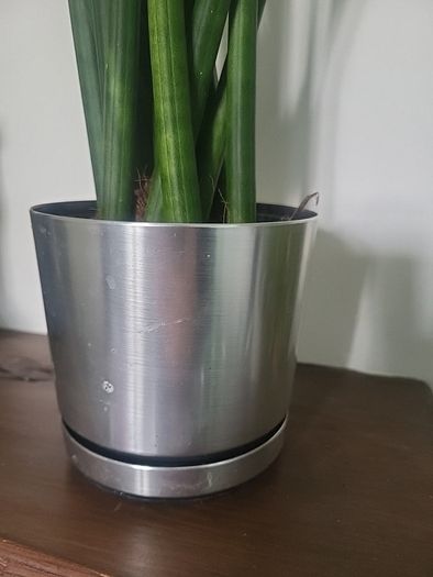 Sansevieria Cylindrica planter