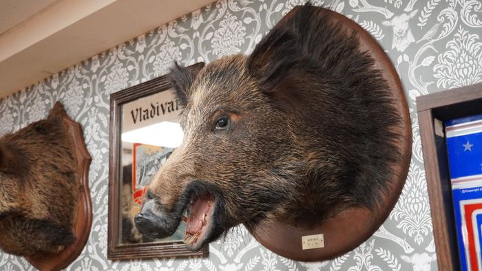 Large Vintage Taxidermy Wild Boar Head