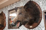 Large Vintage Taxidermy Wild Boar Head