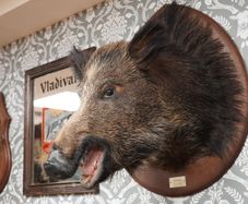 Large Vintage Taxidermy Wild Boar Head