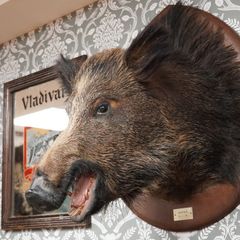 Large Vintage Taxidermy Wild Boar Head