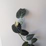 Philodendron Melano Plant Image 3