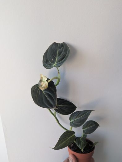 Philodendron Melano Plant