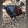 chickens Image 3