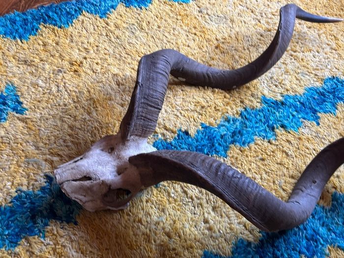 Kudu skull/horn