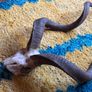 Kudu skull/horn Image 2