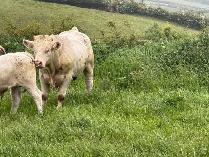 Bull
