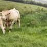 Bull Image 5