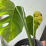 Monstera Aurea Image 4