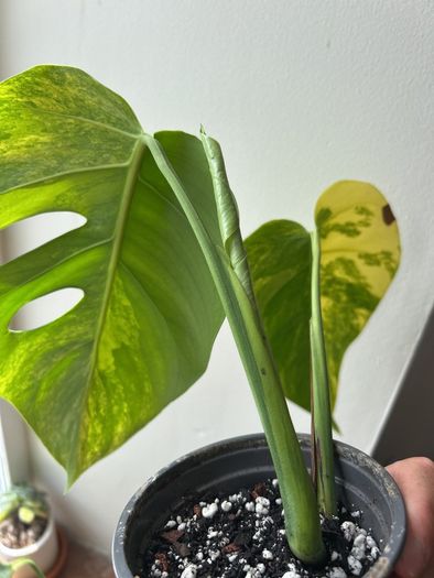 Monstera Aurea