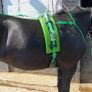 Yoni race harness Image 2