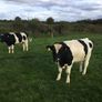 Clogheraily Pedigree British Friesian Bulls Image 8