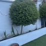 Buxus Lollipop Trees x 4 Image 2