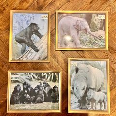 Framed animal prints (Dublin Zoo)