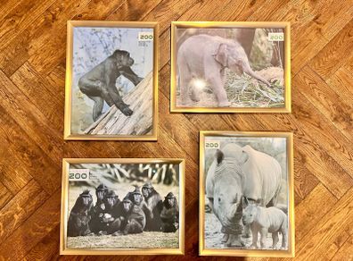 Framed animal prints (Dublin Zoo)