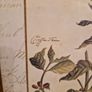Framed Botanical print - Coffee tree Image 4