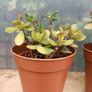 2 Jade Plants Image 6