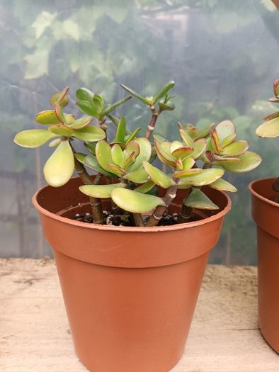 2 Jade Plants