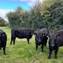 PB Angus Heifer Image 2