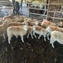 Easycare sheep Image 2