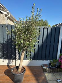 Olive Tree / Olea europaea