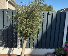 Olive Tree / Olea europaea