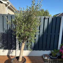 Olive Tree / Olea europaea