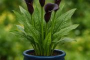 Cala Lily 'Night'