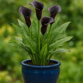 Cala Lily 'Night'