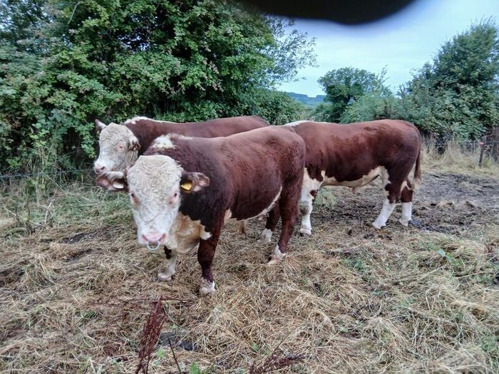 Breeding Hereford bulls for sale fit for service