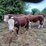 Breeding Hereford bulls for sale fit for service Image 3