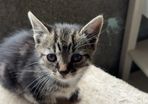 Kittens for adoption