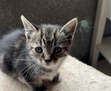 Kittens for adoption