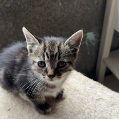 Kittens for adoption