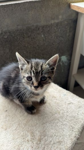 Kittens for adoption