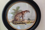 Framed Peint