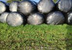 Bale Silage for sale