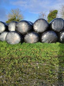 Bale Silage for sale