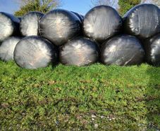 Bale Silage for sale