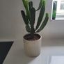 Euphorbia Trigona planter Image 2