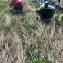 Job lot of strimmers Image 9