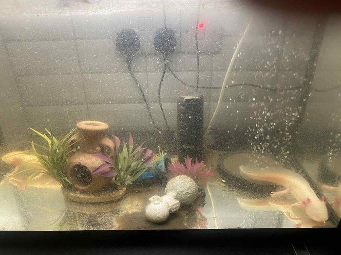 axolotls