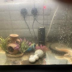 axolotls