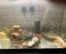 fish